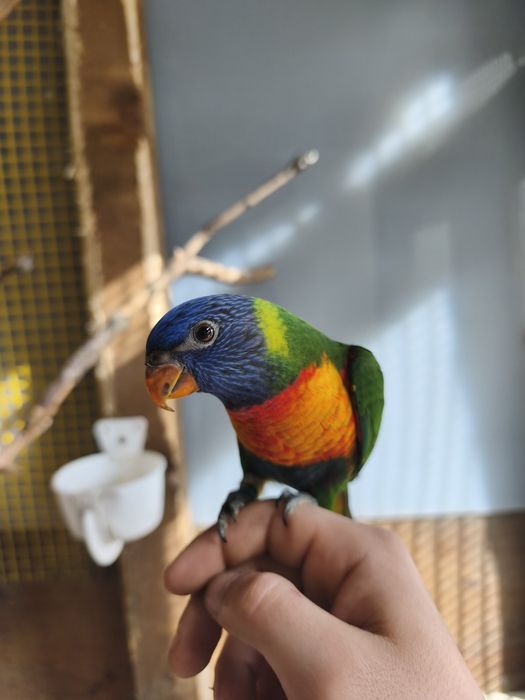 Loris molucano criado a mão