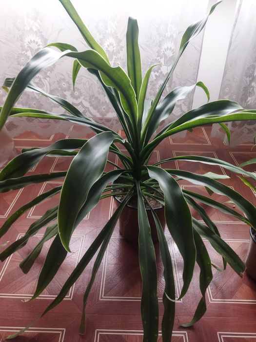 Продам вазон  Юкку  для офісу