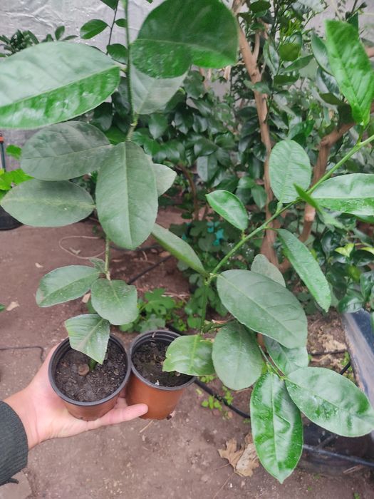 Лимон Київський крупноплідний