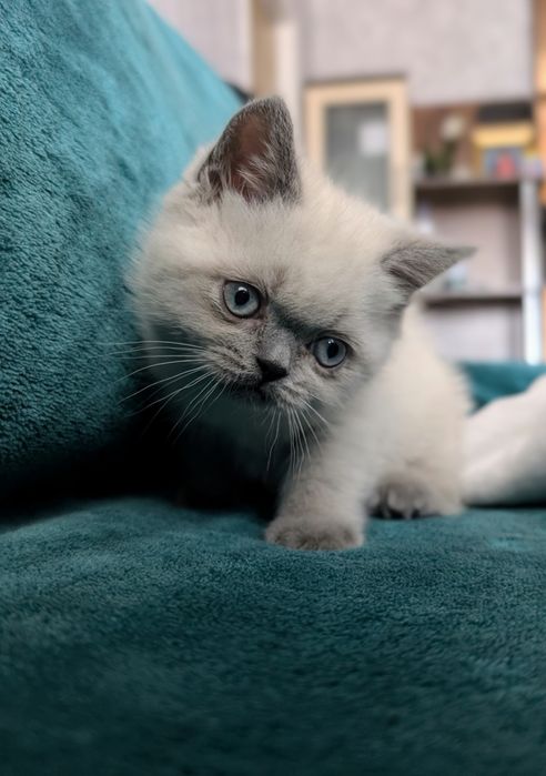 Шотландська дівчинка Моллі  з вет паспортом