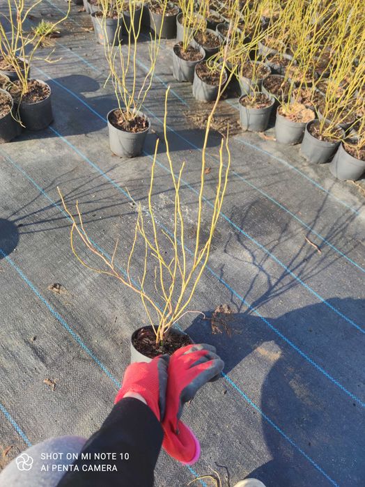 Borówka Amerykańska! Sadzonki Borówki! 2,5 LETNIE! z CAC! Wiele odmian