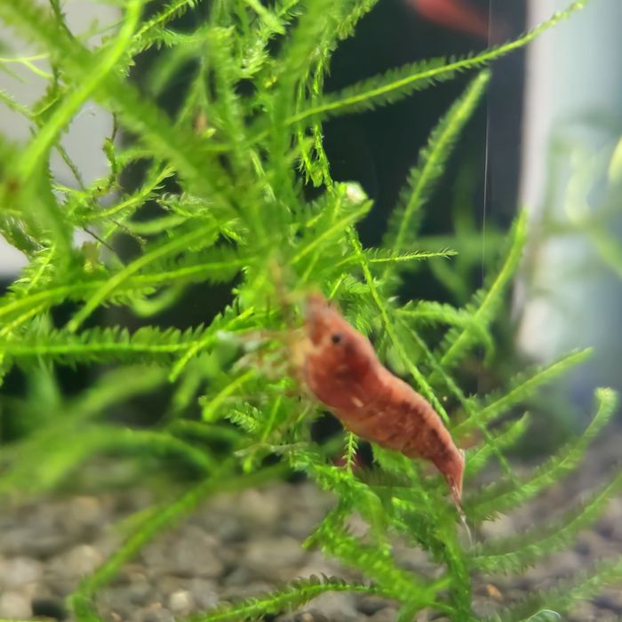 Neocaridina red cherry