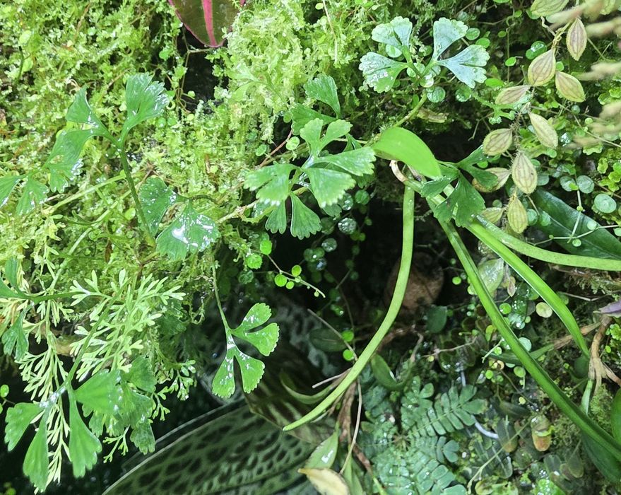 Rośliny tropikalne do paludarium, terrarium