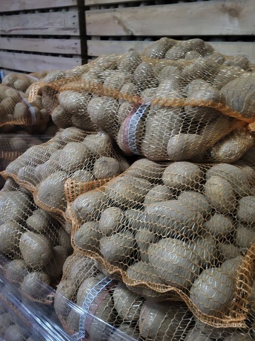 Ziemniaki soraya, Jurki, queen anna