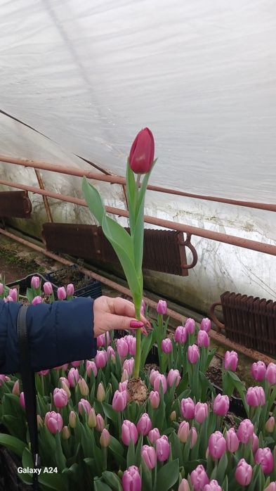 Предзаказ тюльпанів до 8 березня, свіжі квіти за вигідною ціною.Оформл