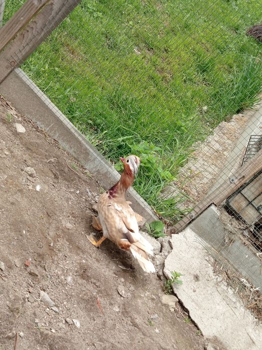 Kaczki mandarynki 2 samice+samiec + 3 młode