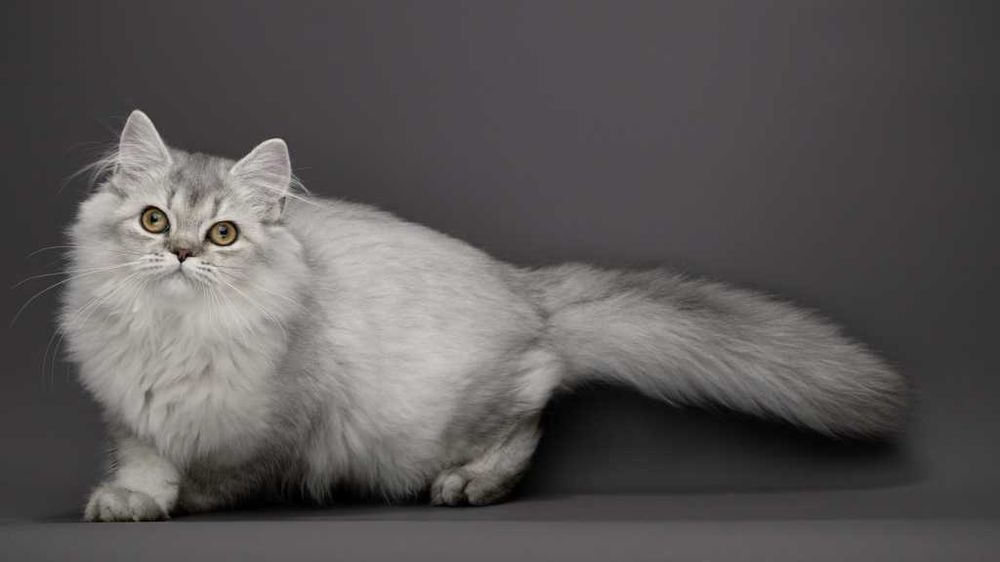 Розкішна срібляста кішечка