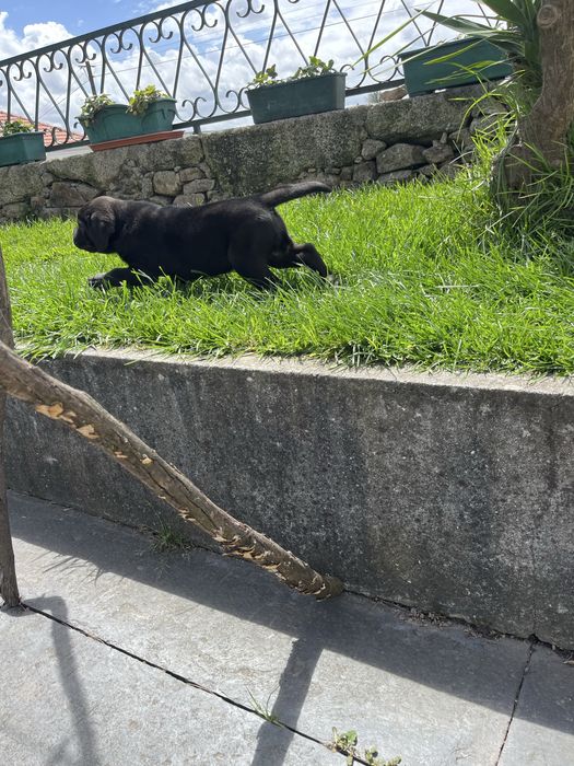 Cane Corso Italiano Cachorrinho fêmea