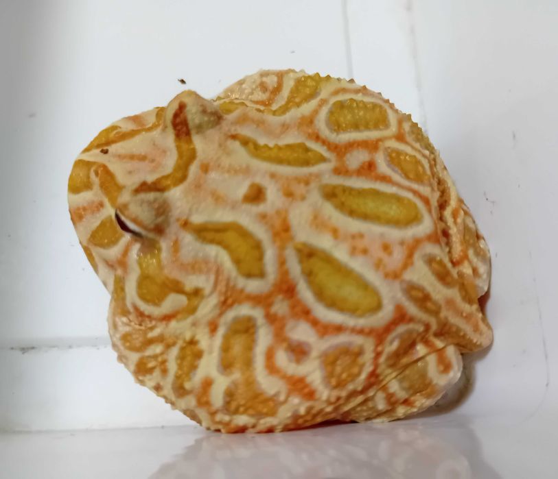 Żaba rogata (Ceratophrys ornata x cranwelli)