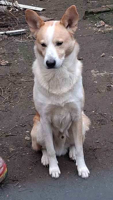 Віддам в добрі руки