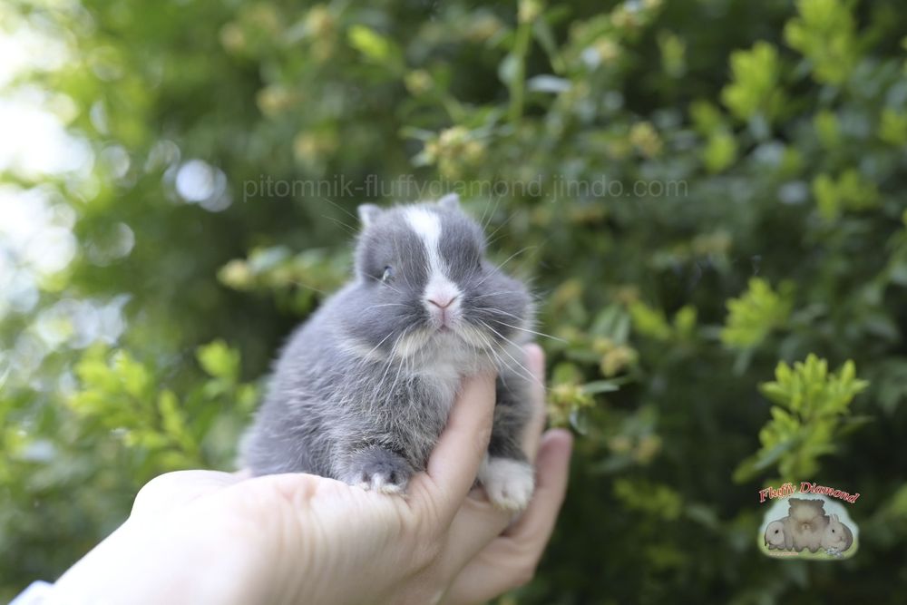 Карликові кролики з розплідника "Fluffy Diamond"