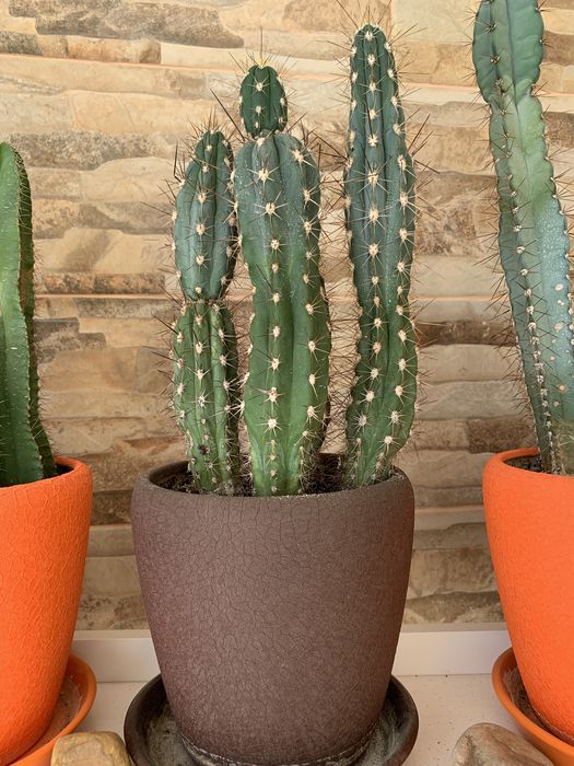 Сім’я кактусів, яким більше 10 років.