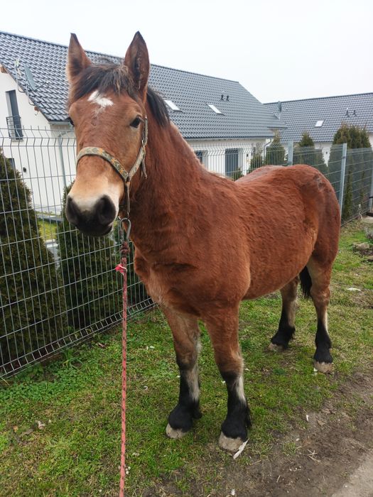 Klaczka zimnokrwista