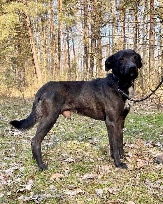 SOŁTYS - 1,5roczny psiak jeszcze nie zaznał dobra