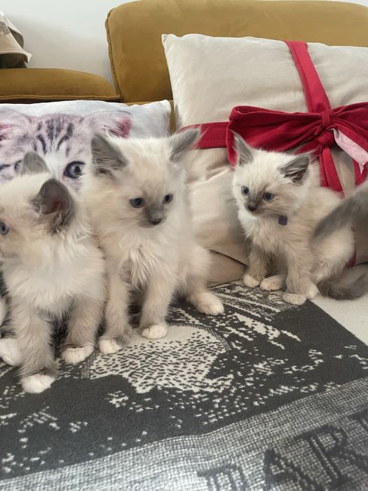 Kocurek koteczka  Ragdoll blue  kot rodzice FPL/FIFE