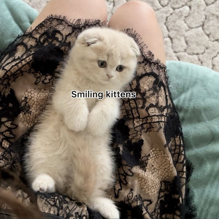 Кошеня  кремове