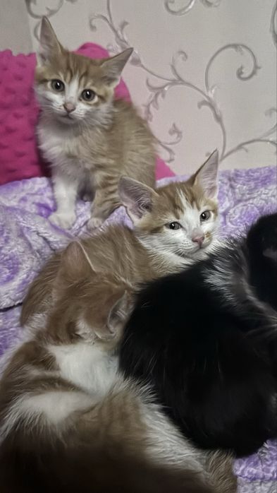 Котинята безкоштовно