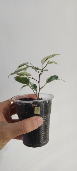 Фікус бенжаміна Twilight, Moclame, традесканція, калізія