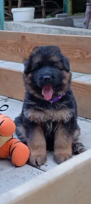 Німецька вівчарка