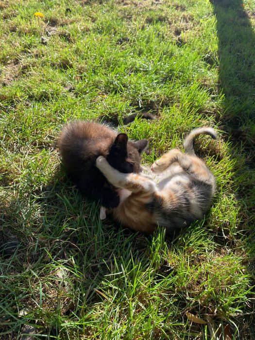 Віддам в добрі ручки котенят