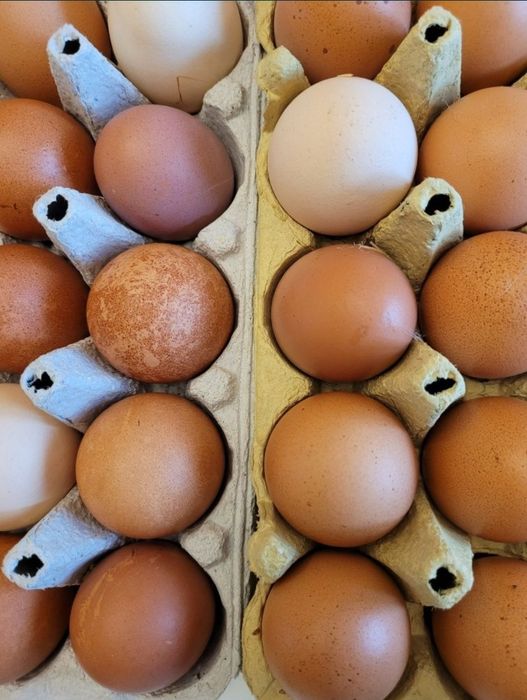 Sprzedam swojskie jajka