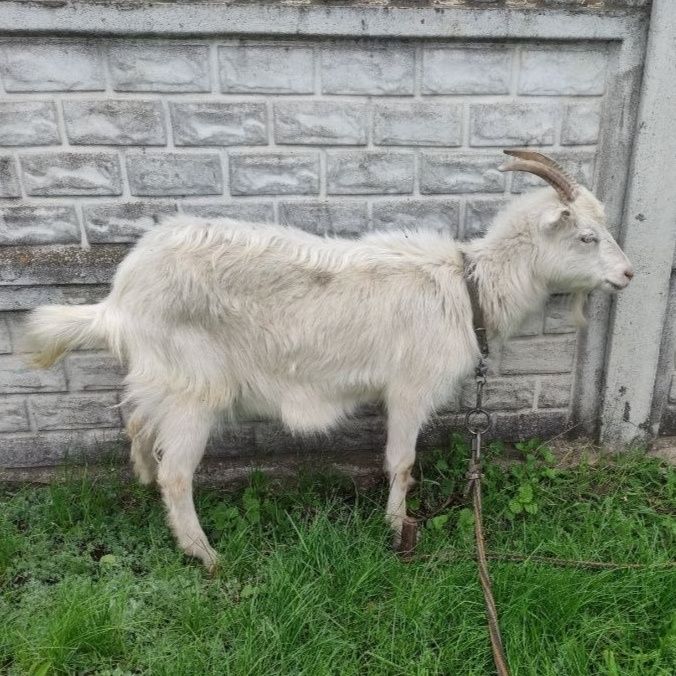 Продам козу, первістка.