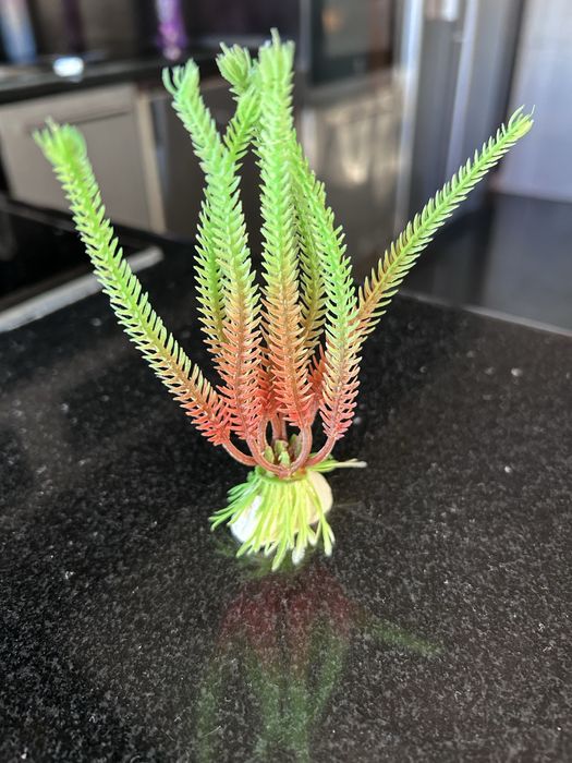 Plantas para Aquário