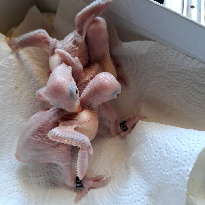 Ring necks Violetas CC (cleartail) e Malhados, para criar à mão.