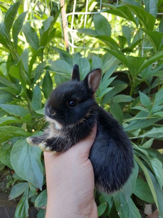 Нідерландський міні кролик