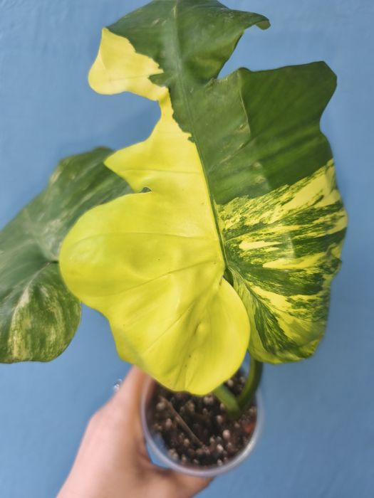Філодендрон гібрид Florida beauty × Distantilobum variegata