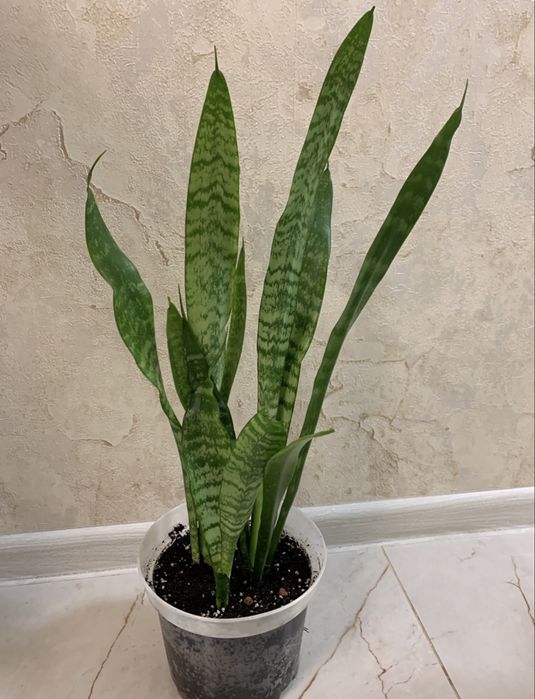 Кімнатні рослини аспарагус, хлорофітум,паперомія, сансевієрія та ін.