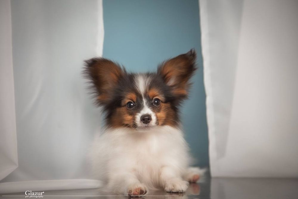 Найчарівніший хлопець триколор