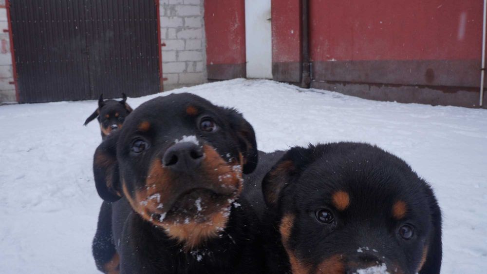 Sunia Rottweiler