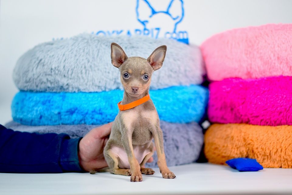 Мальчик- редкий окрас!