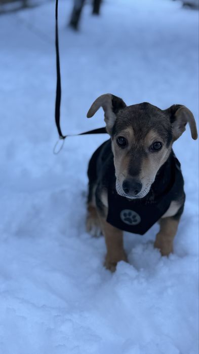 Віддам в добрі руки