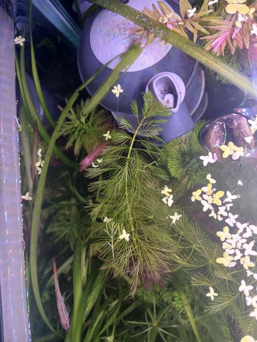 Plantas para aquario
