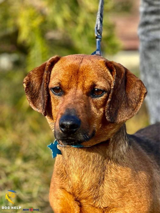 Такса Лис шукає дім.