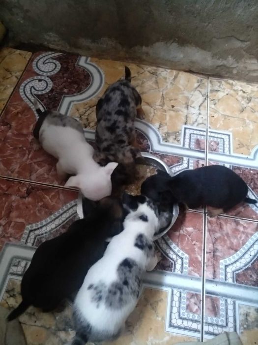 Продам малышей чихуахуа