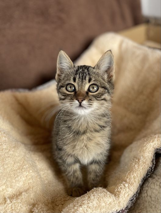 Котята бесплатно