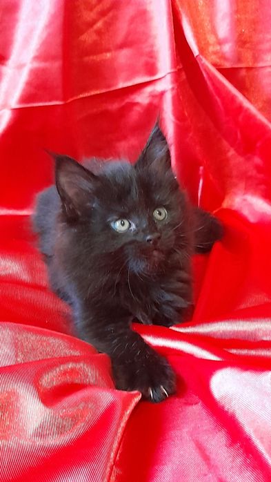 Гарні кошенята мейн кун.