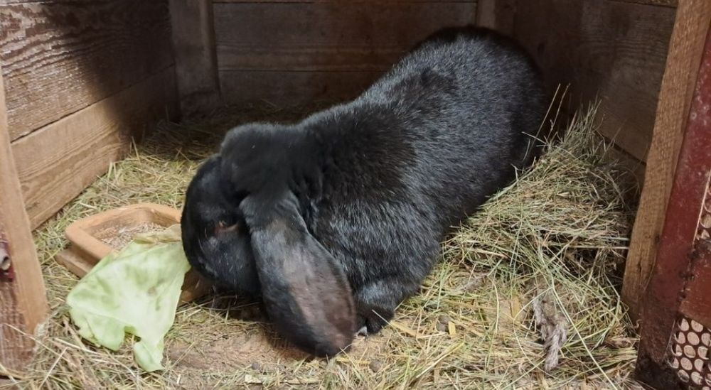 Króliki barany fraczunskie