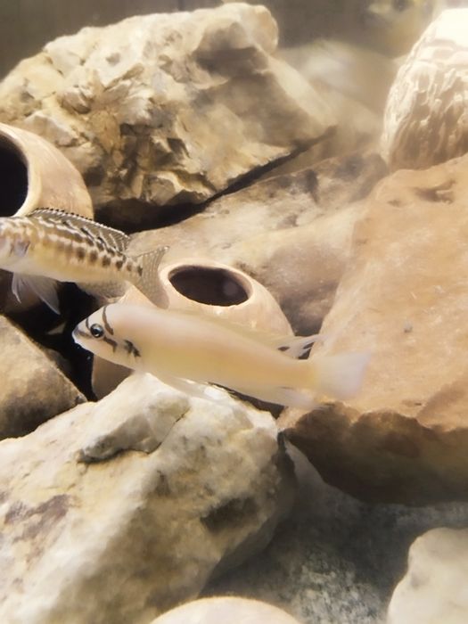 Chalinochromis brichardi Black mask tanganika