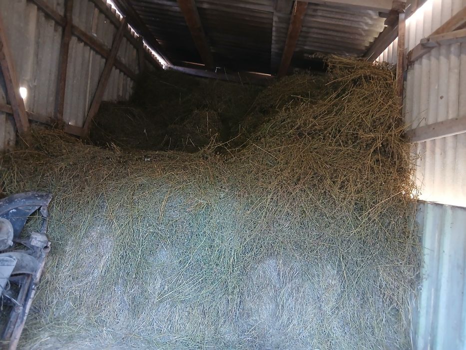 Продам сіно 2025 року