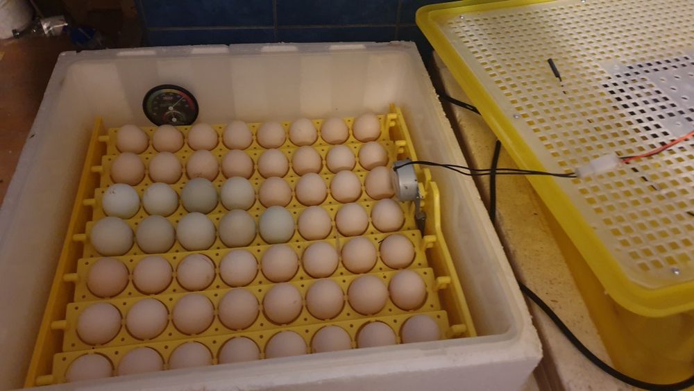 Jaja lęgowe Green Shell