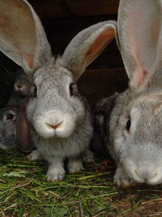 Кролі білий велетень