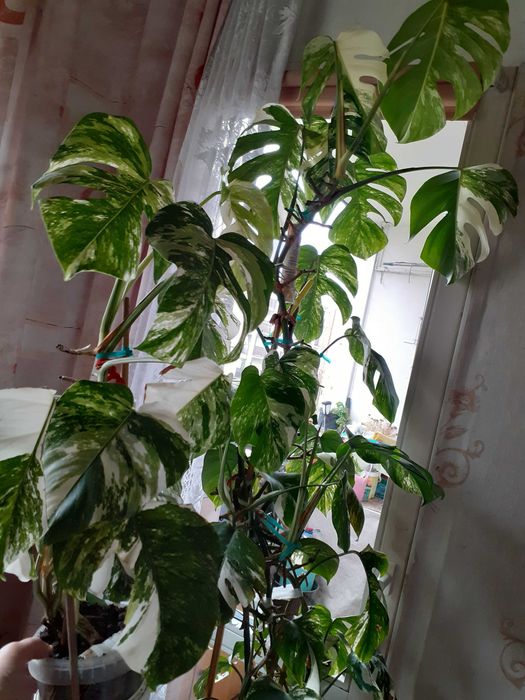 Pdwka /szczepka z BIAA Monstera Variegata Ruda lska  OLX.pl