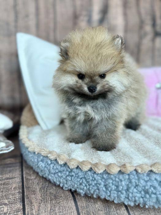 Pomeranian śliczna mini laleczka miś bo