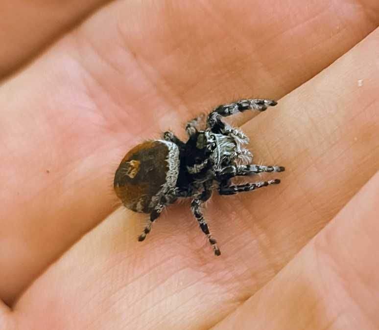 Nowość!! Skakun Phidippus tyrrelli samiczka nie hyllus, regius