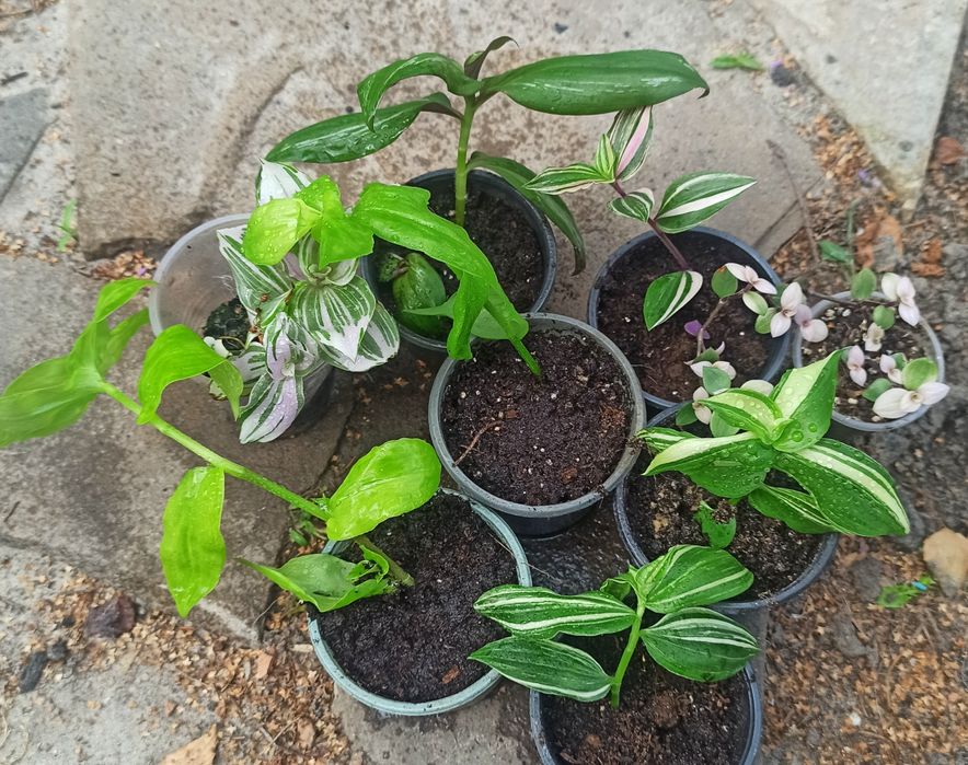 Традескація, колізія різних сортів