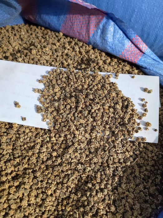 Насіння кормового буряка Урсус Полі Центаур Буряк кормовий врожайність